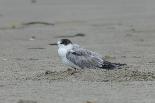 Small seabird with gray back, white underparts and dark gray head.