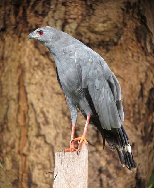 Large gray bird of prey with dark orange legs.
