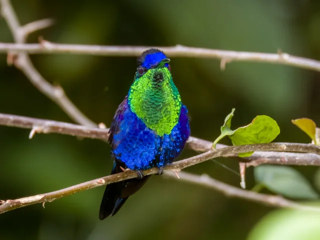 Brilliant purple hummingbird with green throat.