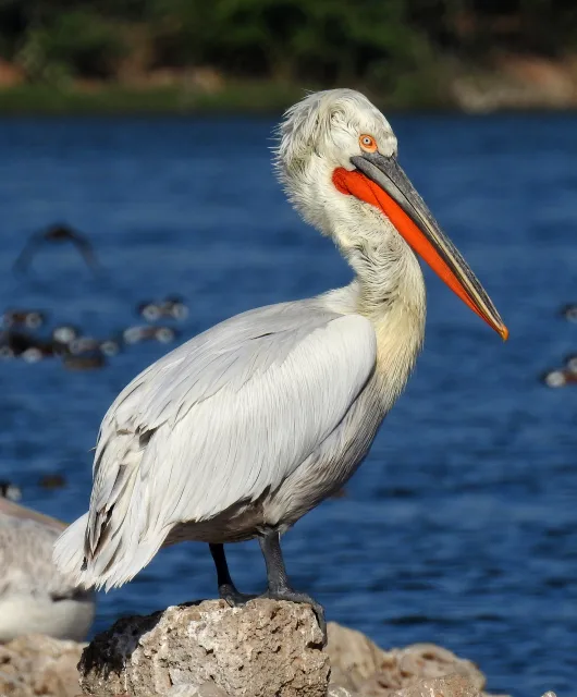 Huge white waterbird with thick bill marked with red.