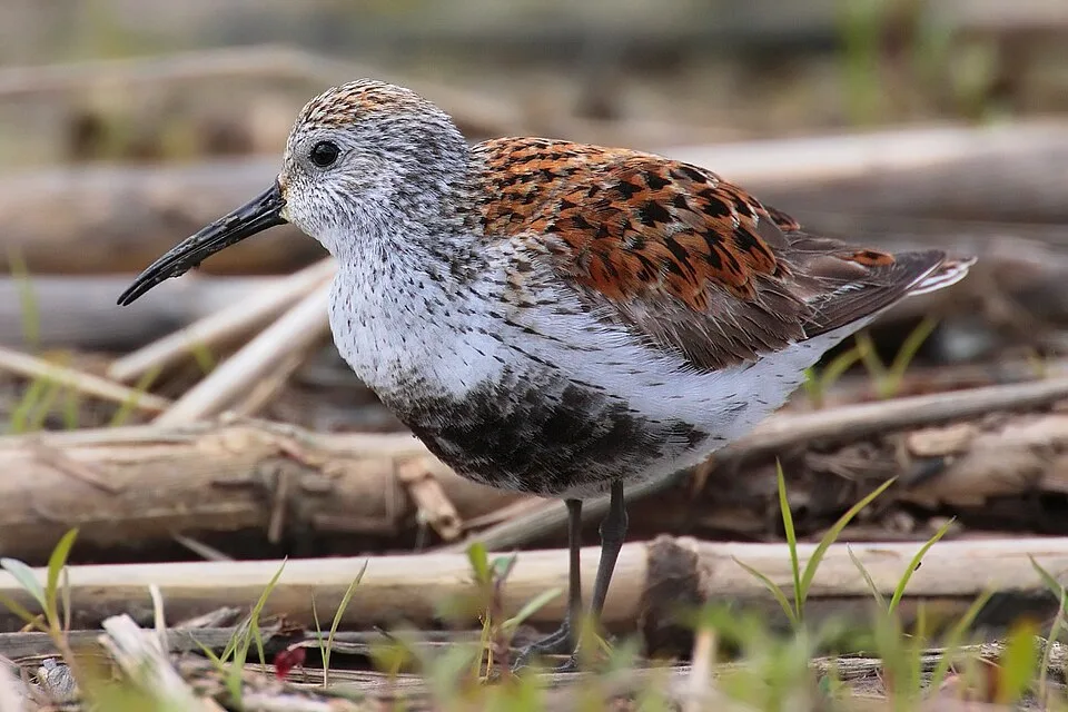 Tiny shorebird with brown patterned back, pale underparts and black belly.