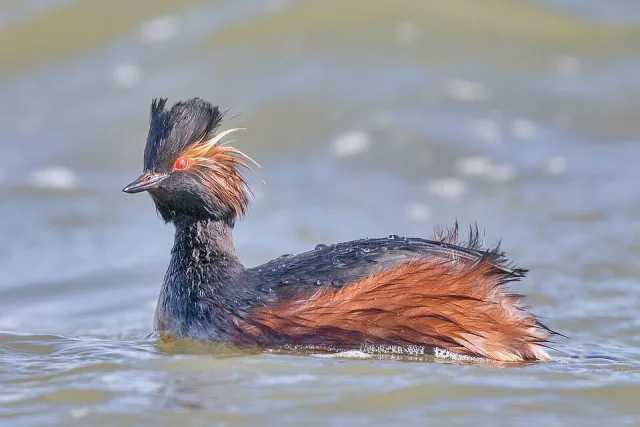 Dark waterbird with rufous flanks and ear tufts.