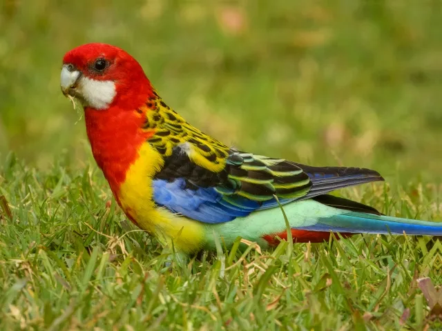 Brightly colored parrot with red head, yellow belly and darker back.