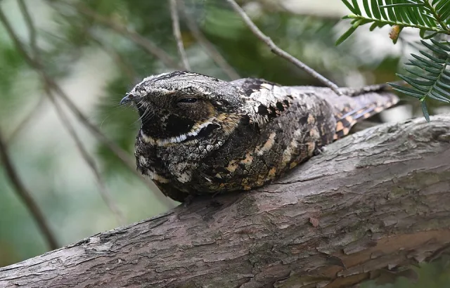 Small, well camouflaged forest bird with black, gray and tan mottled plumage.