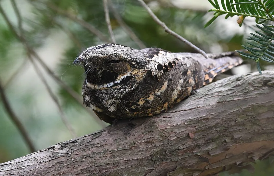 Small, well camouflaged forest bird with black, gray and tan mottled plumage.