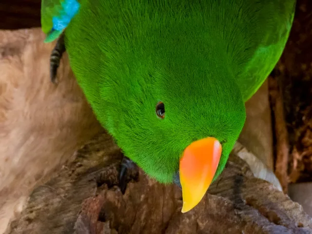 Brilliant green parrot with orange yellow bill.