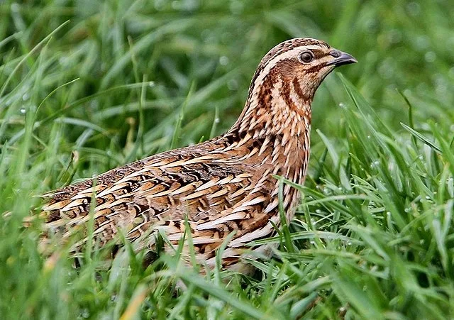 Large gamebird with cream streaked brown plumage.