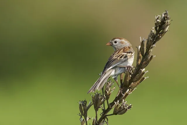 Small streaky sparrow on grass.