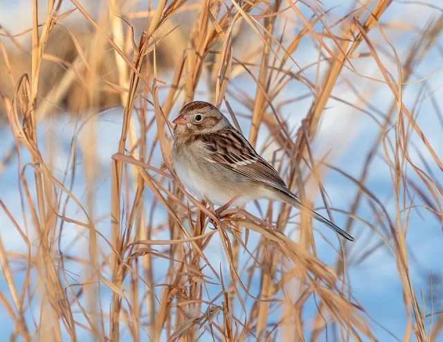Small streaky sparrow on grass.