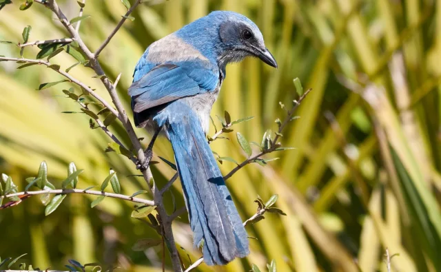 Large songbird with attractive blue, and gray patterns.