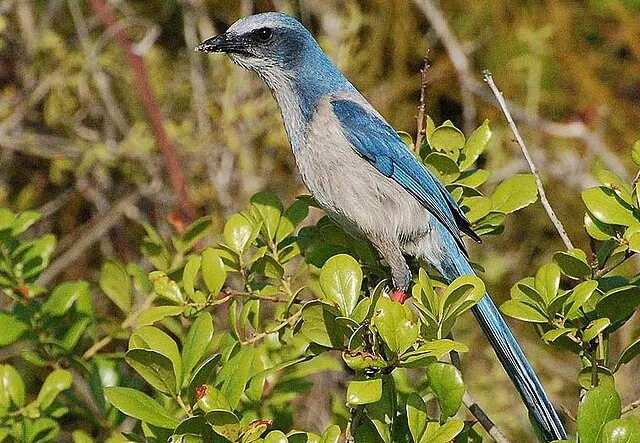 Large songbird with attractive blue, and gray patterns.