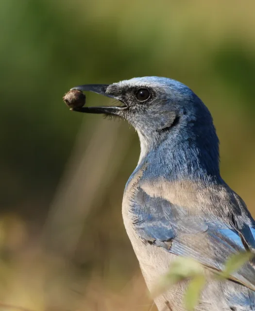 Large songbird with attractive blue, and gray patterns.