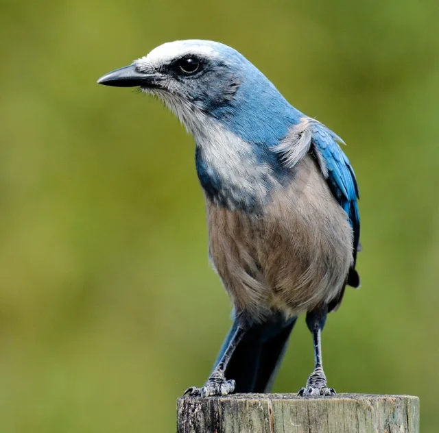 Large songbird with attractive blue, and gray patterns.
