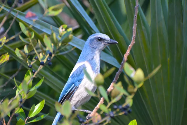 Large songbird with attractive blue, and gray patterns.