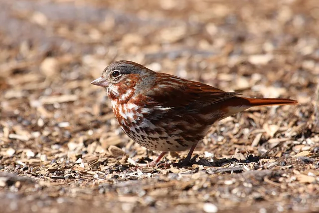 Small brown sparrow with heavy streaking on a pale breast.