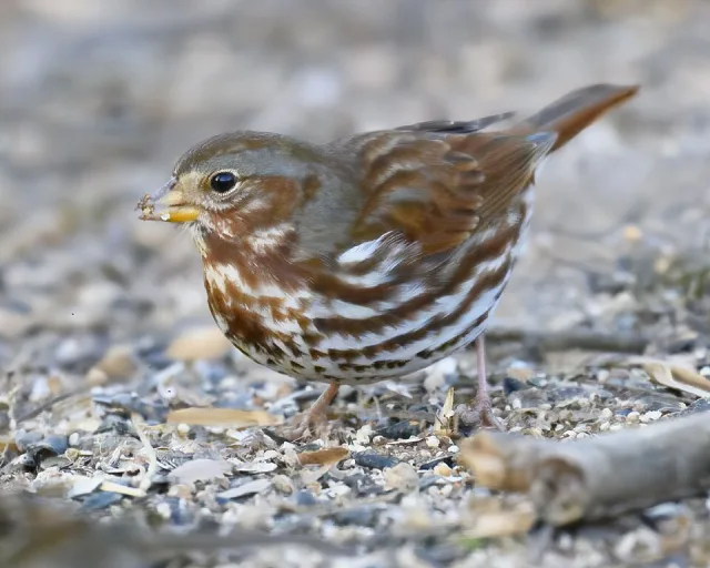 Small brown sparrow with heavy streaking on a pale breast.