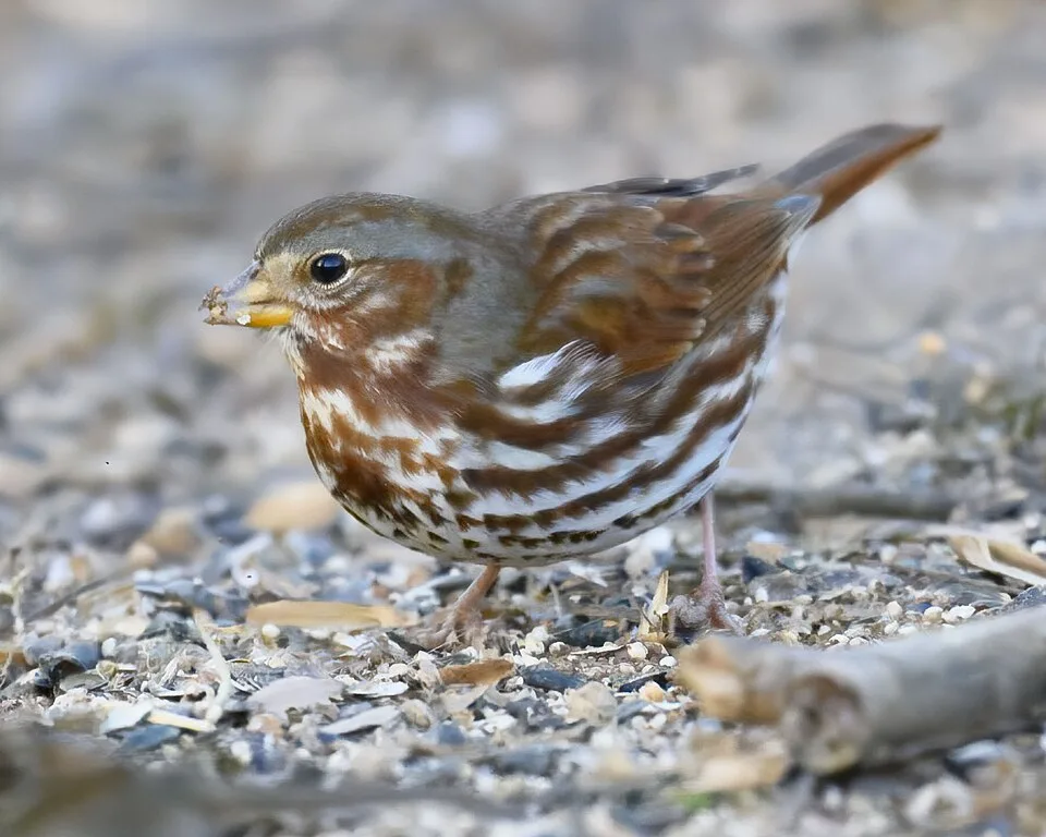 Small brown sparrow with heavy streaking on a pale breast.