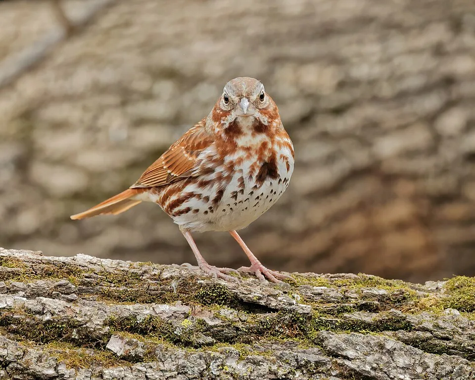Small brown sparrow with heavy streaking on a pale breast.