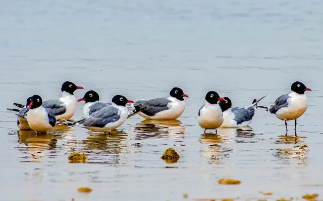 Medium sized gull with white front, gray back and black head with white eye ring.