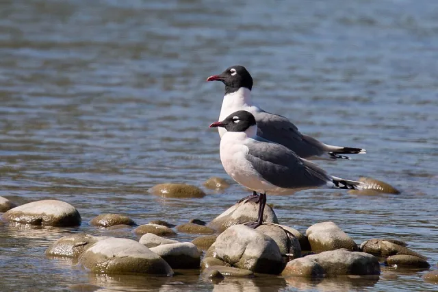 Medium sized gull with white front, gray back and black head with white eye ring.