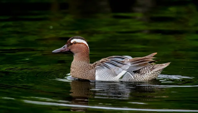 Large brown duck with thick white eyebrow and gray flanks.