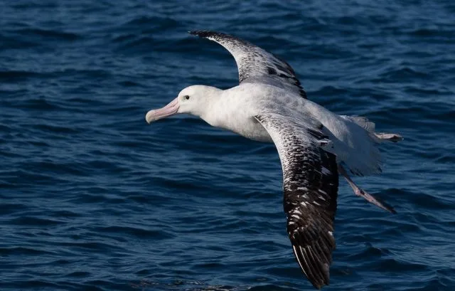Massive white seabird with pale bill and black wing tips.