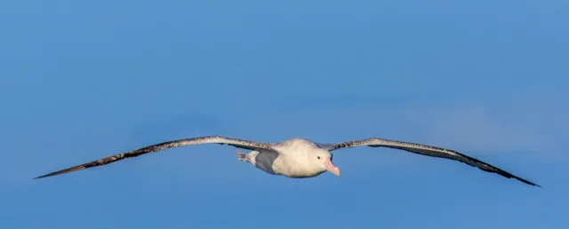 Massive white seabird with pale bill and black wing tips.