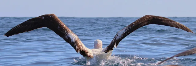 Huge white bodied seabird with black wings is taking off from the ocean.