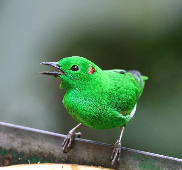 Small and brilliantly green songbird with red ear.