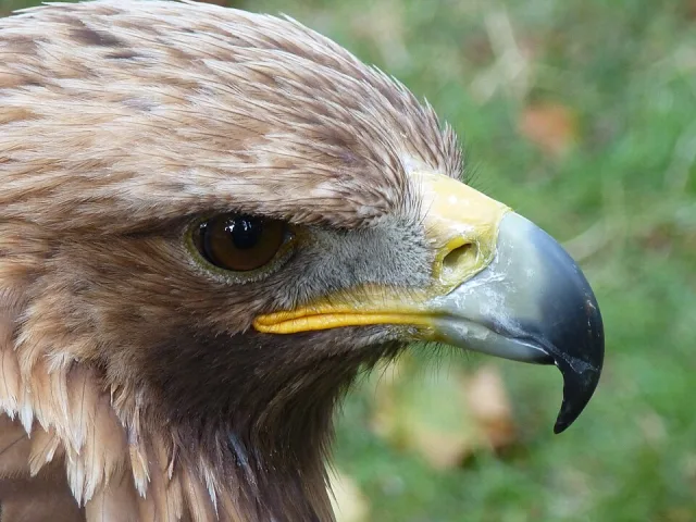 Golden Eagle close up of head.