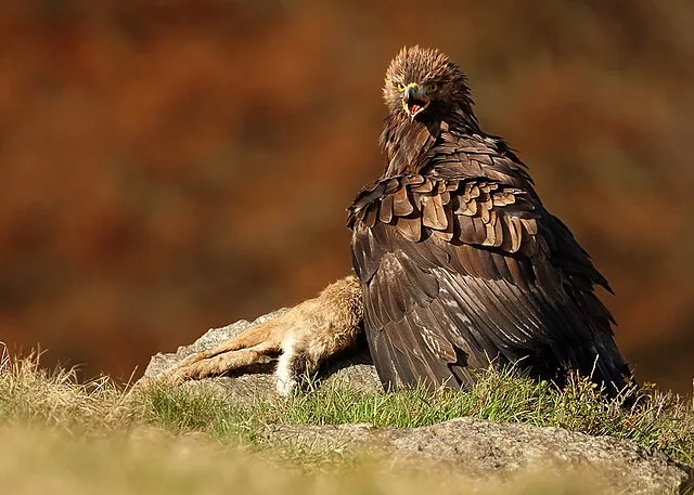 Golden Eagle with a kill.