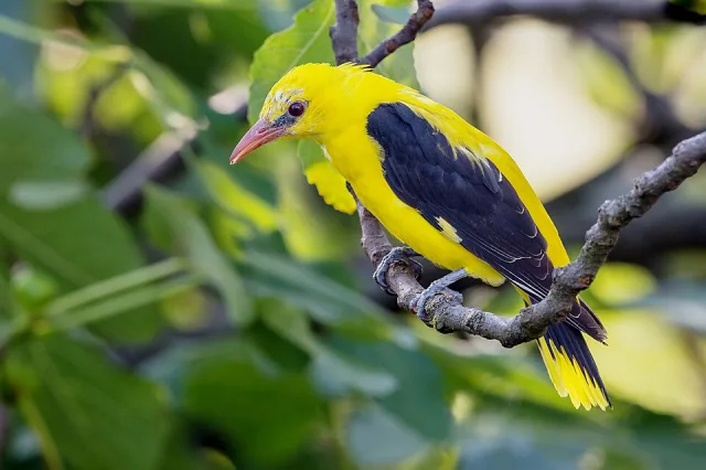 Bright yellow bird with black wings and pink bill.