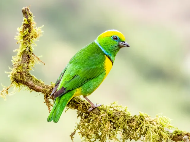 Bright green songbird with yellow breast and cap.