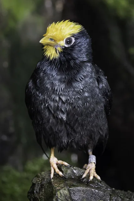 Glossy dark staling with brilliant yellow mask and bill.