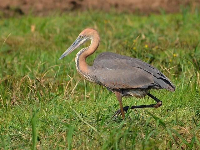 Huge gray brown heron with paler neck and large bill.