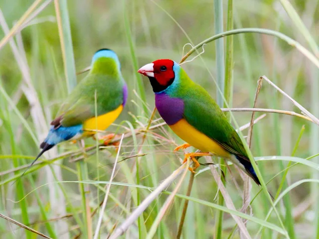 Small finch with yellow belly, purple chest, green back and red face.
