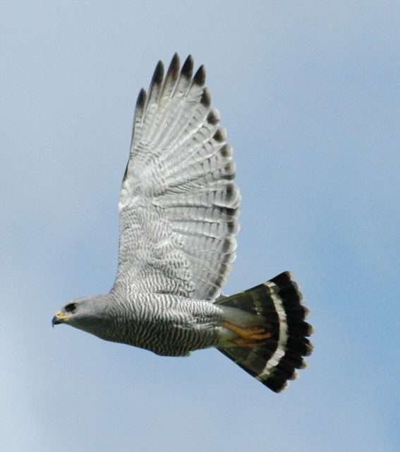 Large gray bird of prey in flight with barred underwing.