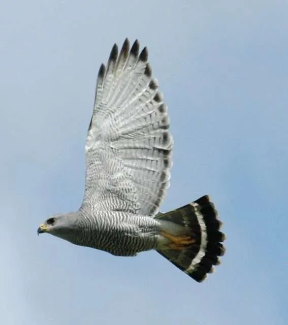 Large gray bird of prey in flight with barred underwing.