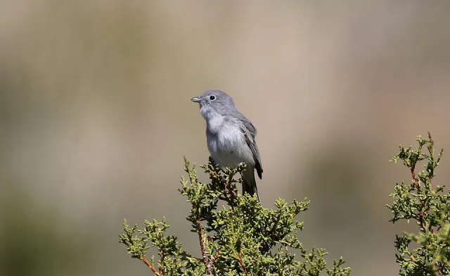 Small gray bush bird with white eye ring.