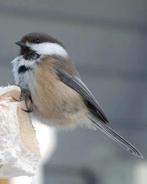 Small gray bush bird with black throat and brown cap.