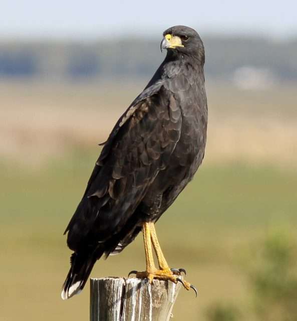 Large jet black bird of prey with yellow bill and feet.