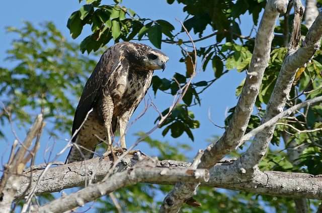 Large jet black bird of prey with yellow bill and feet.
