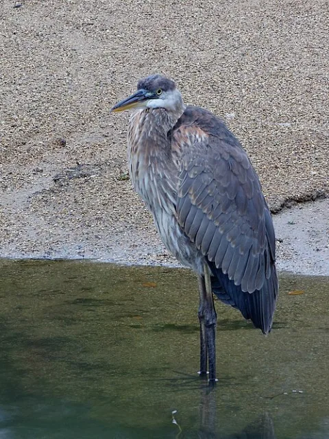 Large gray heron with fluffy plumage.