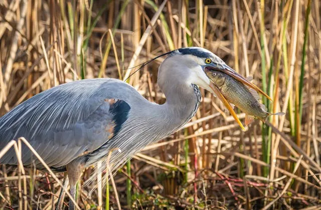 Very large heron with blue, grey and white plumage.