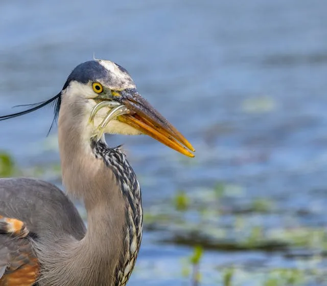 Very large heron with blue, grey and white plumage.
