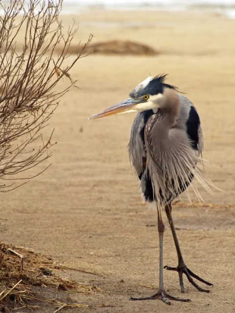 Very large heron with blue, grey and white plumage.
