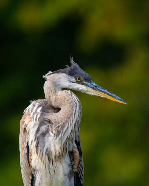 Very large heron with blue, grey and white plumage.