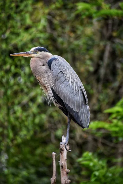 Very large heron with blue, grey and white plumage.