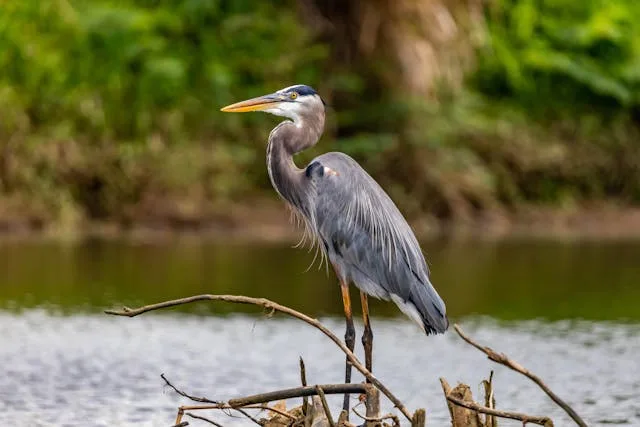 Very large heron with blue, grey and white plumage.