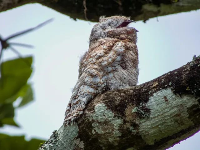 Gray and white mottled chick with its mouth open and eyes closed.